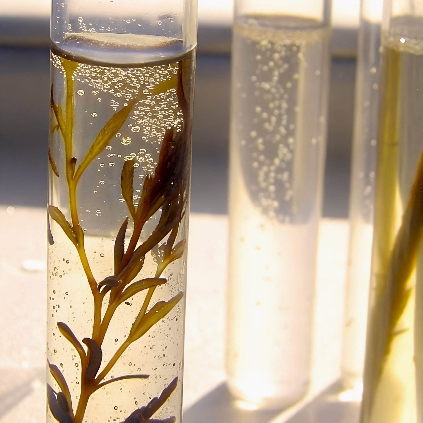 Sérum concentré hydratant B2B - Labote