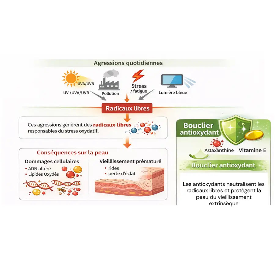 Schéma protection antioxydante